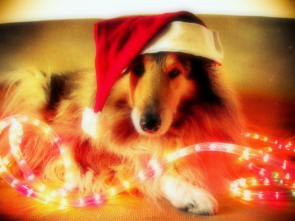 ✫Puppy in Christmas✫