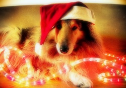 ✫Puppy in Christmas✫