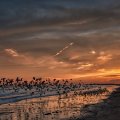 seagulls leaving a beach at sunset