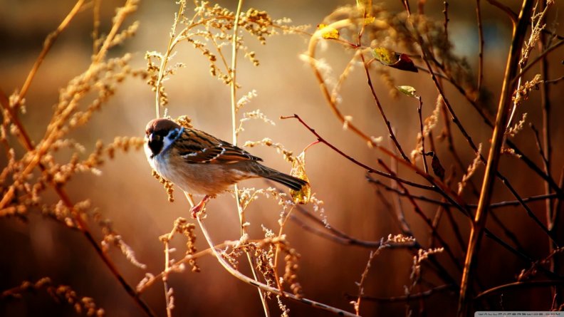 sparrow.jpg
