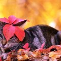 Autumn kitty