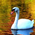 Swan in Autumn Lake