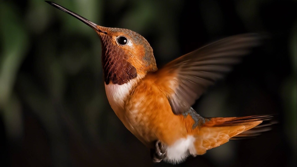 *** Hummingbird ***