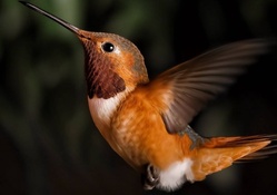 *** Hummingbird ***