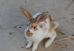 *** Bunny ***