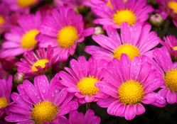 Pink and Yellow Flowers