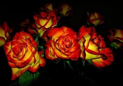 Amazing Roses