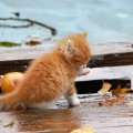 Kitten in the rain 