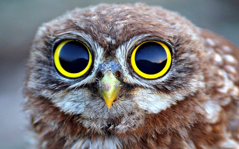 Owl Download HD Wallpapers and Free Images