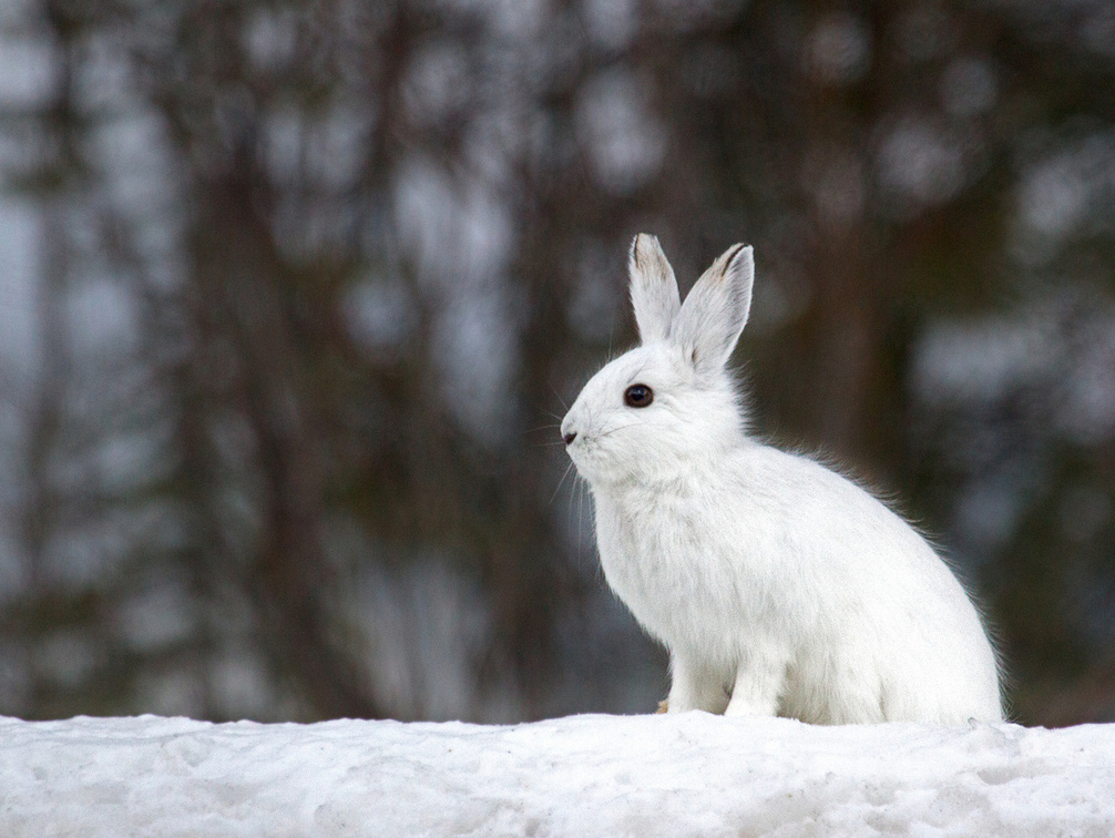 *** White rabbit ***