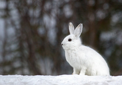 *** White rabbit ***