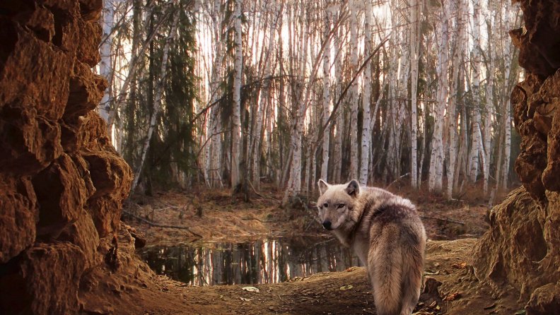 wolf_in_forest.jpg