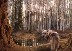 wolf in forest