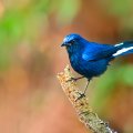 *** Blue bird ***