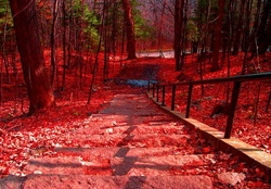 Steps to Autumn Forest