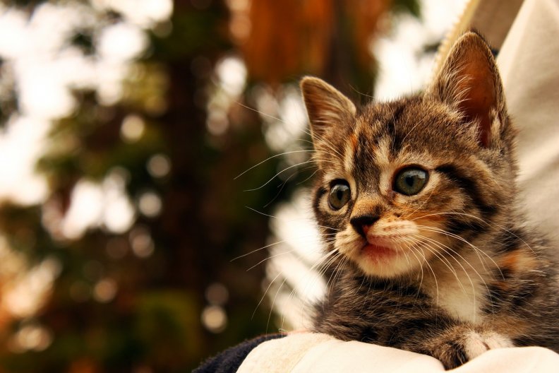 Cute Kitten!