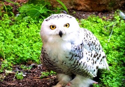 Owl.