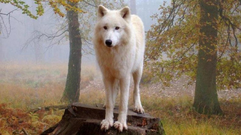 proud_white_wolf.jpg