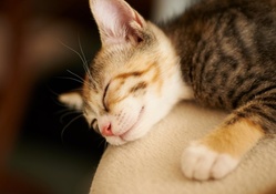 *** Sleeping cat ***