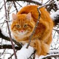 Cat on the Tree