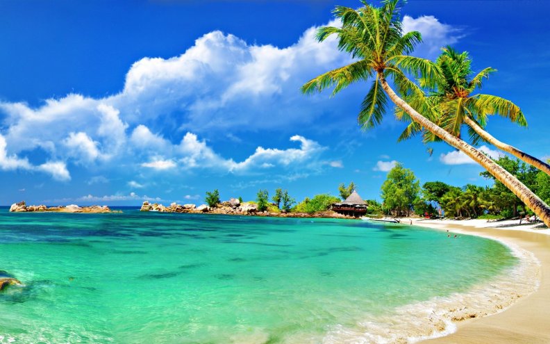 beautiful_beach_with_palm_trees.jpg