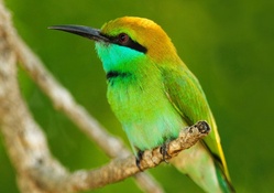 *** Bee _ eater ***