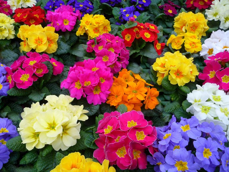 colorful_primroses.jpg