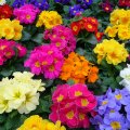 Colorful Primroses