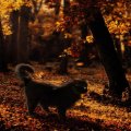 Autumn Black Cat