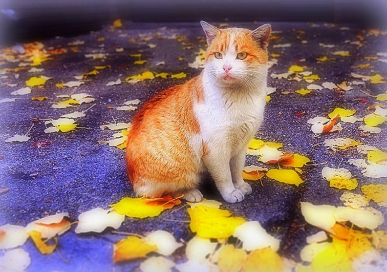 cat_in_the_autumn.jpg