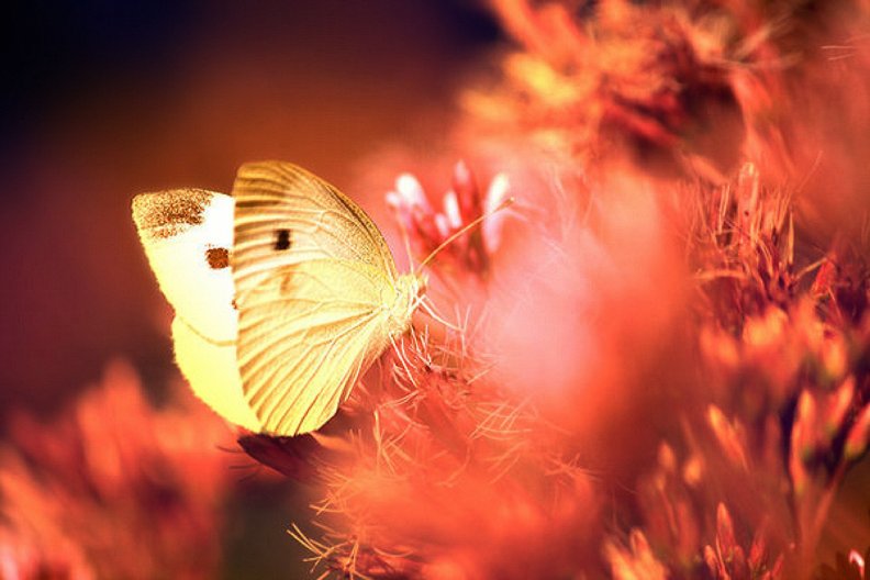 Бабочка лимонница. Желтые бабочки светлые. Красивая желтая бабочка на черном фоне. Feeling butterflies