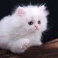 cute white fluffy kitty