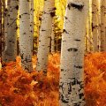 Ferns and Aspens in Autumn, Colorado