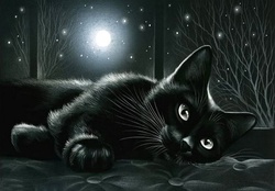 Black cat in moonlight
