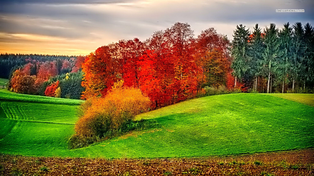 Autumn Colors on Green Field
