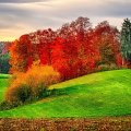 Autumn Colors on Green Field