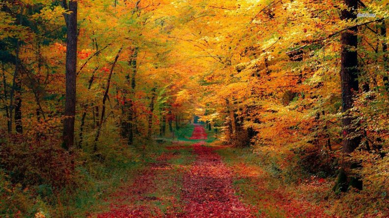 path_through_autumn_woods.jpg