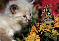Butterfly And Kitty