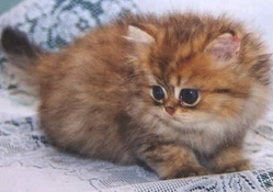 Cute Persian Kitty