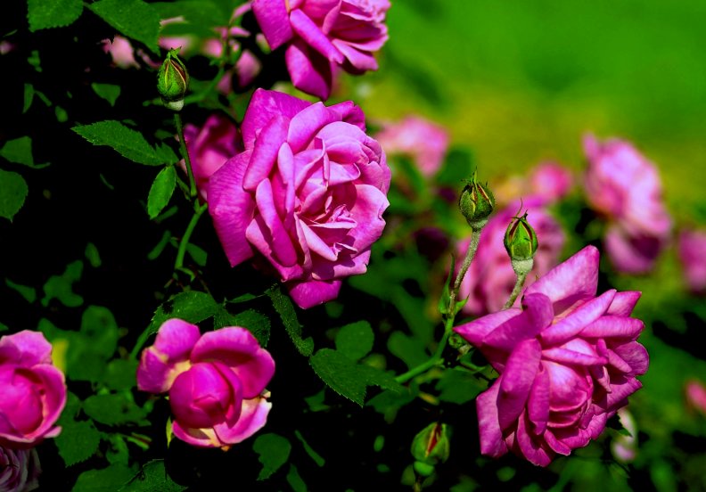 pretty_roses.jpg