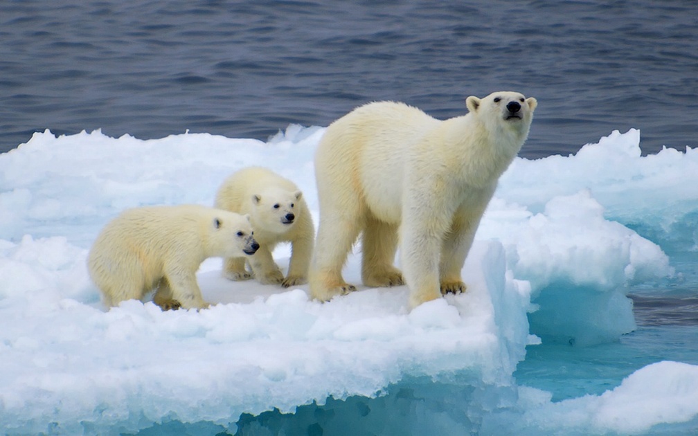 Polar Bear Family on Ice Flow