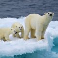 Polar Bear Family on Ice Flow