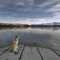 Dog on wading Dock