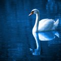 Graceful Swan!