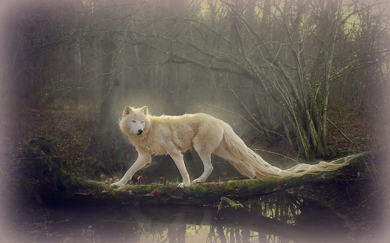 beautiful_white_wolf.jpg