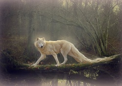 ~Beautiful White Wolf~