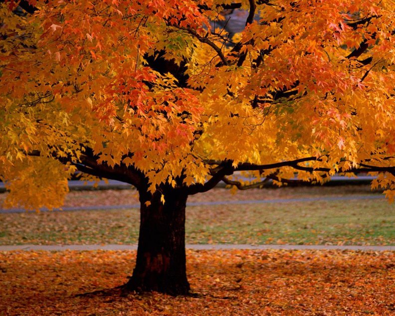 Park tree in Autumn