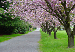 Street Lined with Flowering Trees