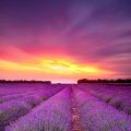 Sunset ower Lavender Field