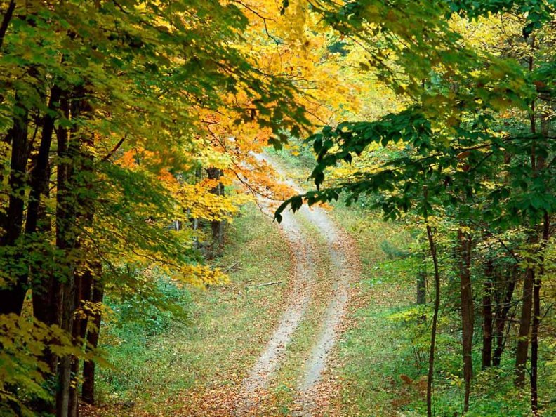 autumn_forest_trail_east_texas.jpg